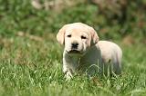 LABRADOR 1165